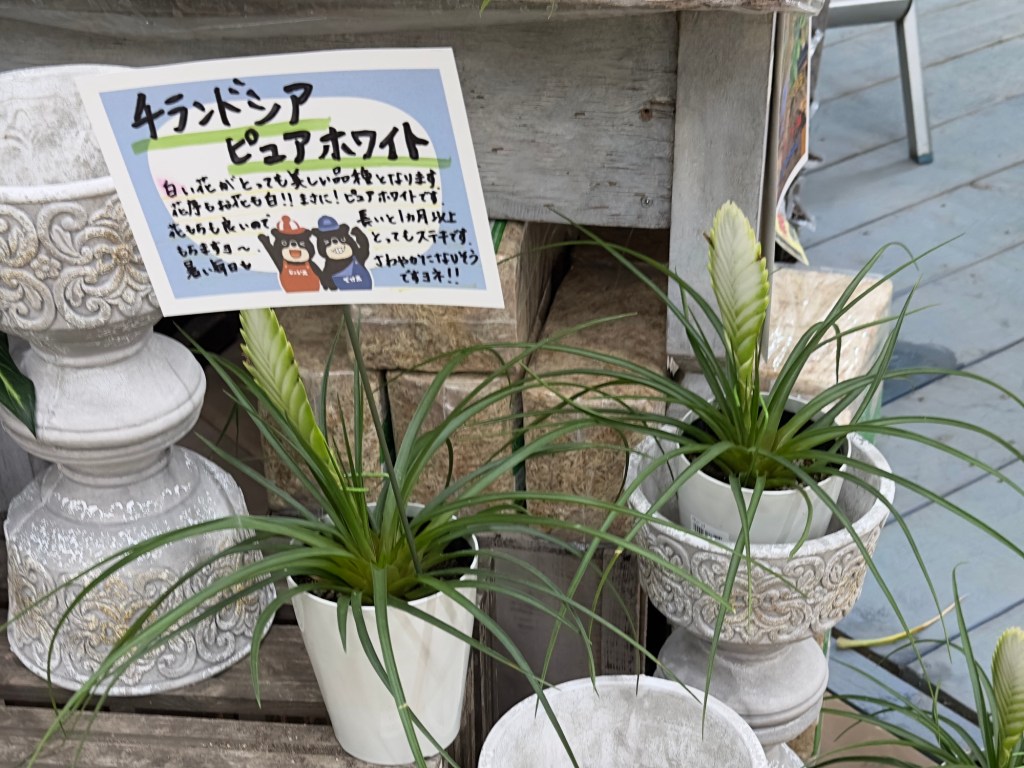 ややレア植物があるホームセンター