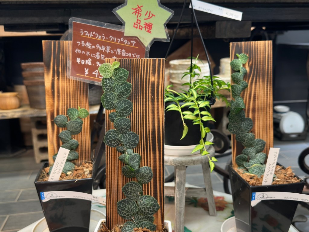 練馬にある渋谷に行ってきた