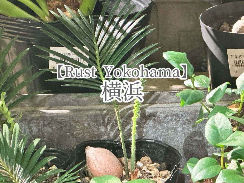 みんな大好きオシャレ園芸店