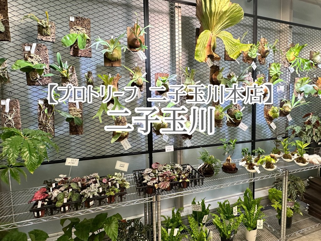 新しくなった二子玉の植物店